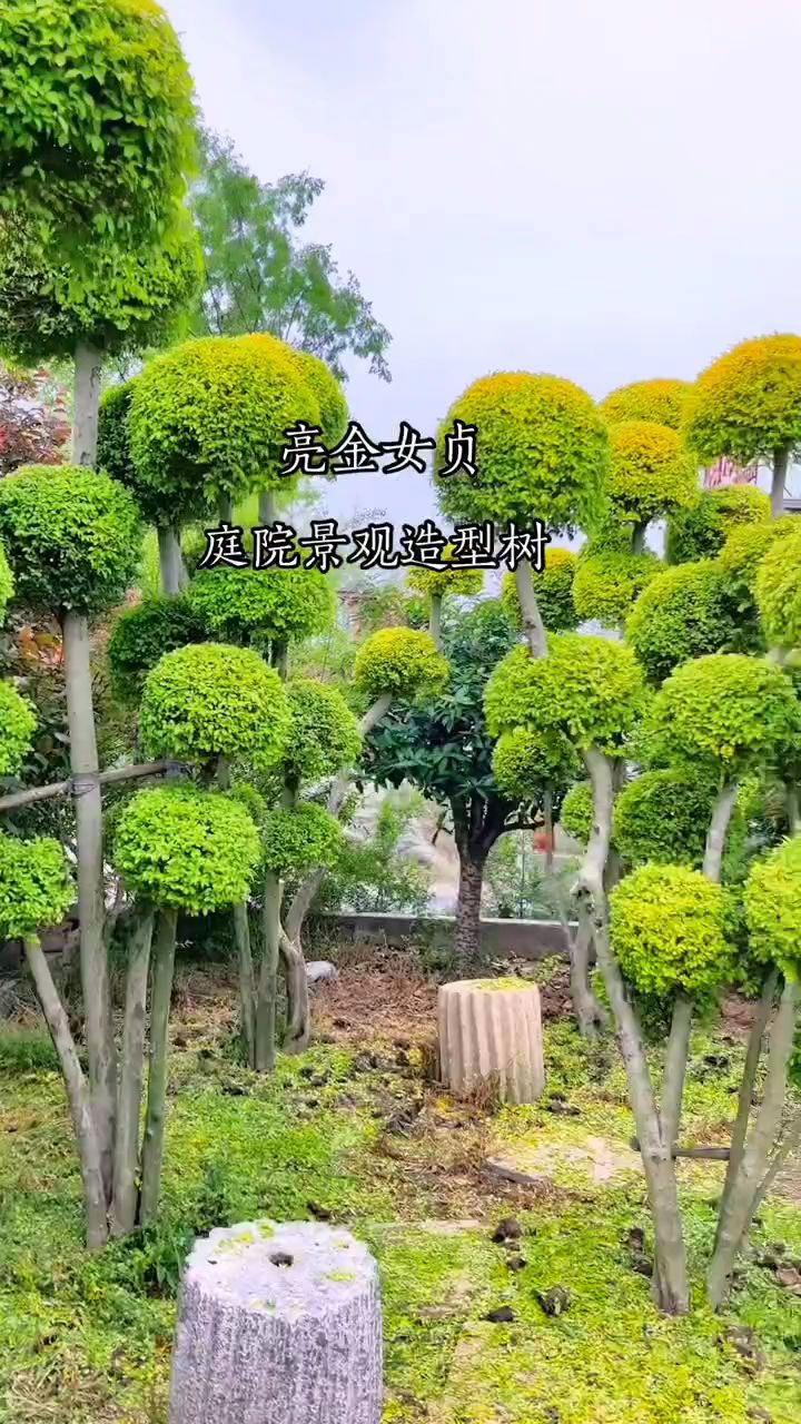 亮晶女贞造型树四季不落叶适合庭院别墅农家小院栽植