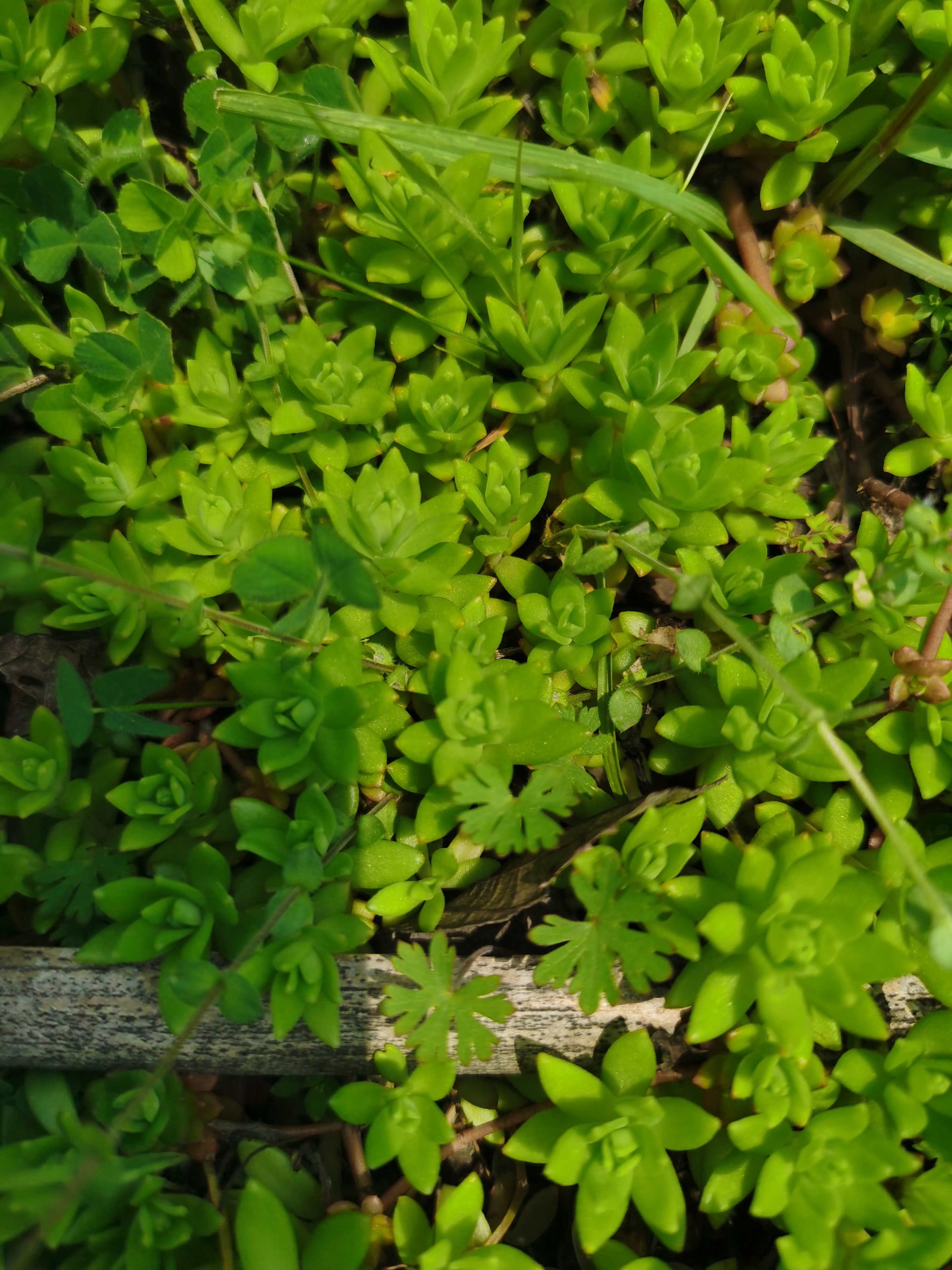 你要不要买点草纸,香回枞阳给你爷爷上坟"