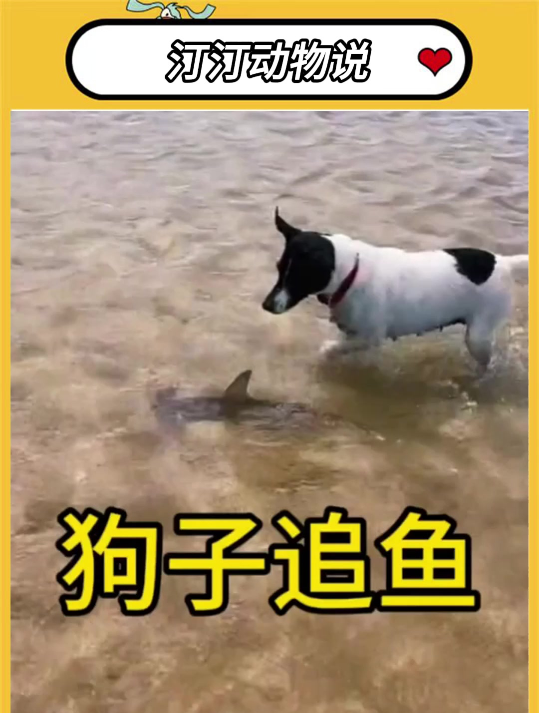 狗鲨鱼多少钱一斤图片