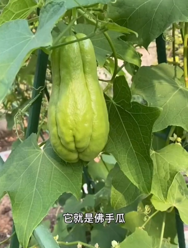 佛手瓜又叫千斤瓜,拳头一样大,一棵结几十斤,能当水果能当菜