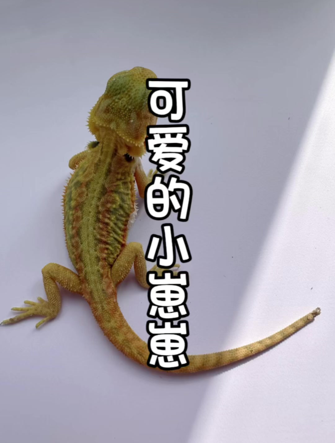 鬃狮蜥,可爱的小崽崽