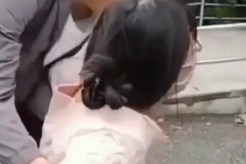 狗主人下跪道歉求原谅,事发经过被曝光,网友:怕担责装可怜!