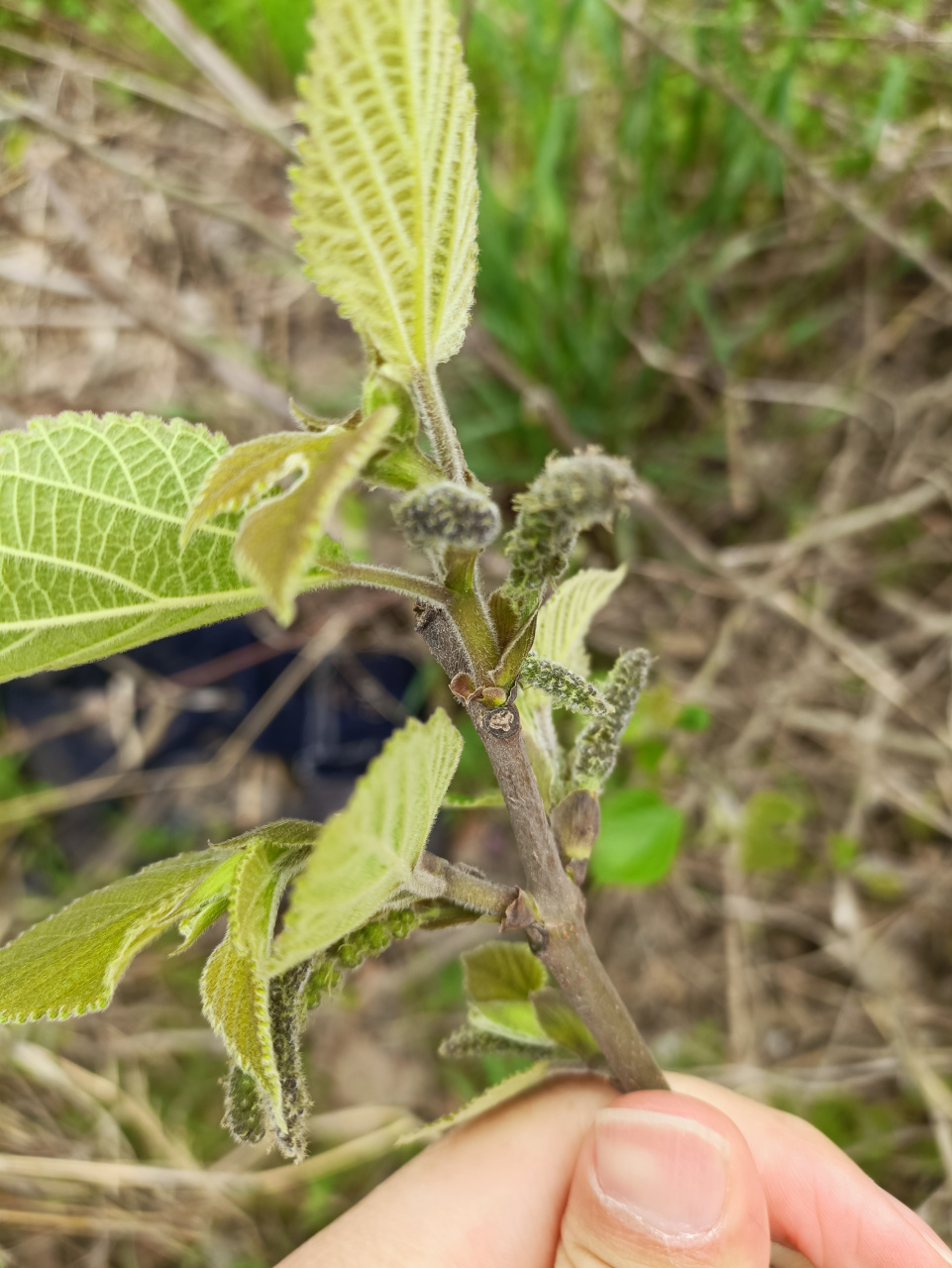 采摘野味,过来认一认,我们这里叫楮树揪子,你们那里叫什么?