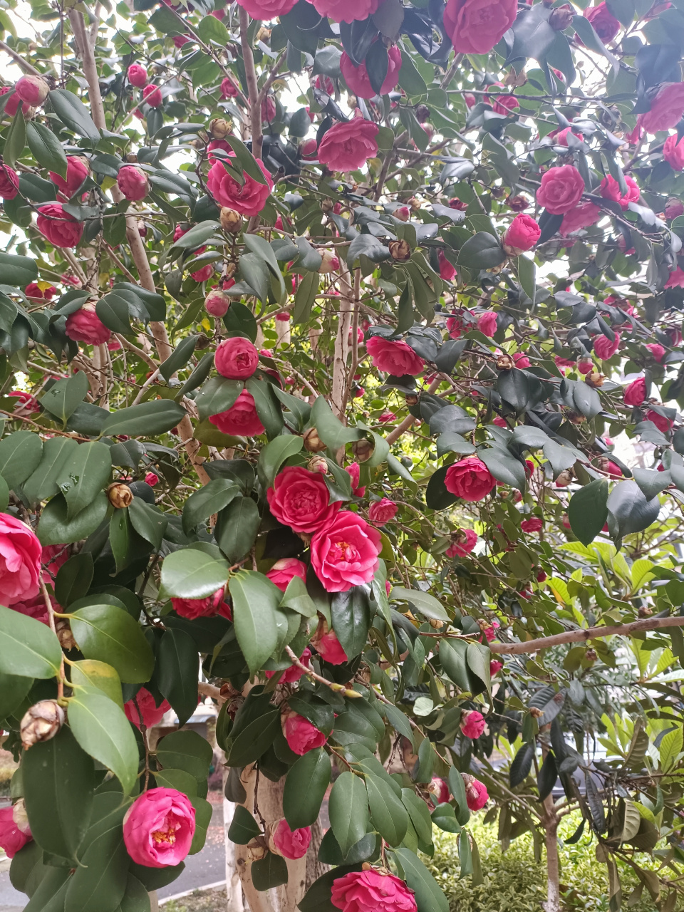 雨后春天的花草树木,别有一番风味.