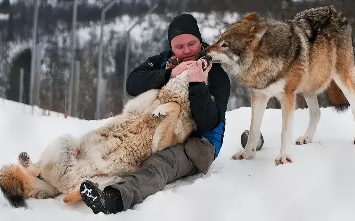 回顾狼为何会吃人长白山老猎人狼不把人当人遇到狼如何自救
