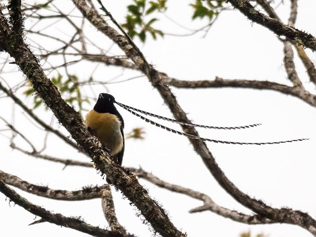 回顾世界上独特的鸟长什么样在美与丑的边缘横跳比熊猫稀少