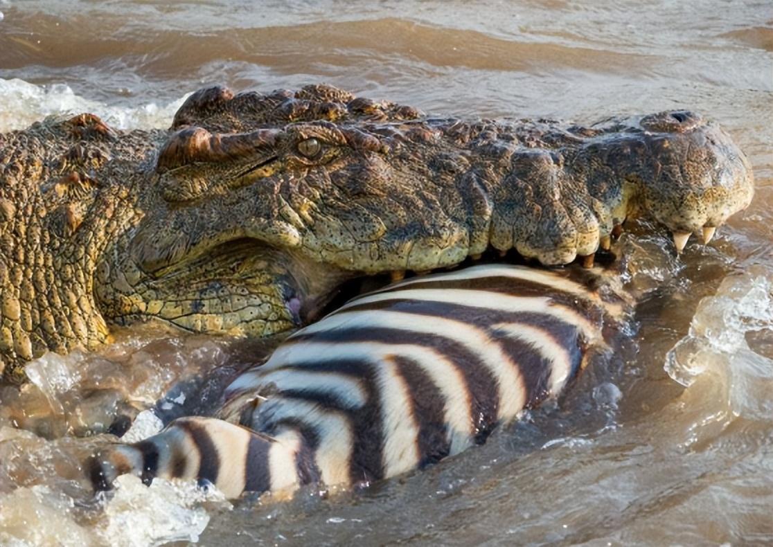 回顾非洲象在河边喝水被鳄鱼一口咬住象鼻大象没鼻子还能活吗