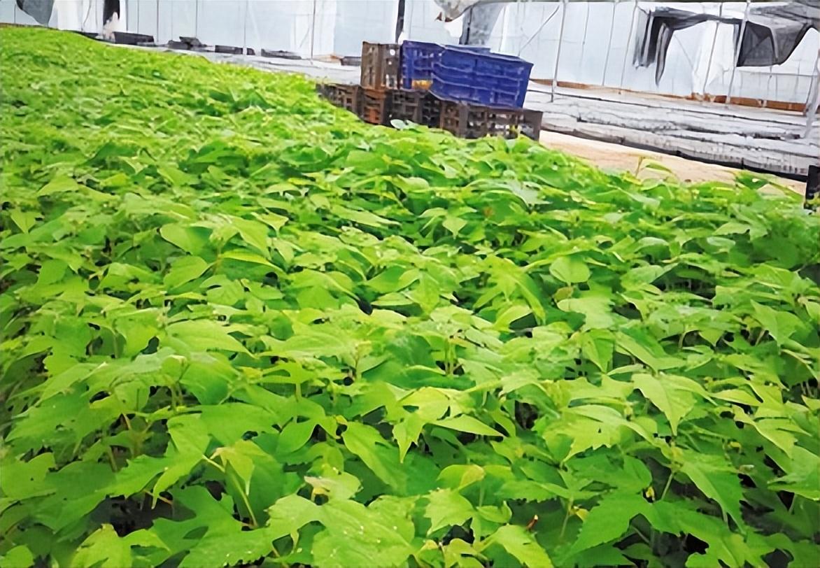 农村常见的害树,见了就砍用来当柴火,如今为何成为"摇钱树"