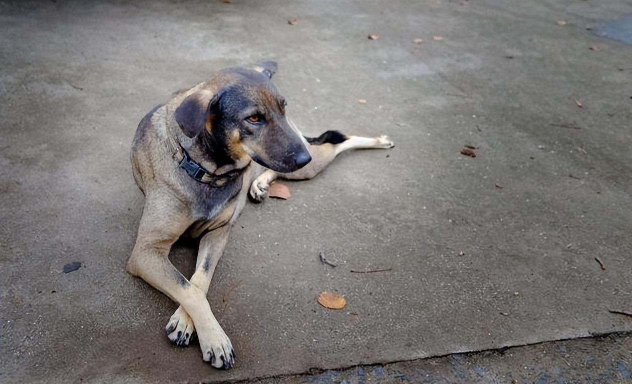 土狗的"返祖"表现