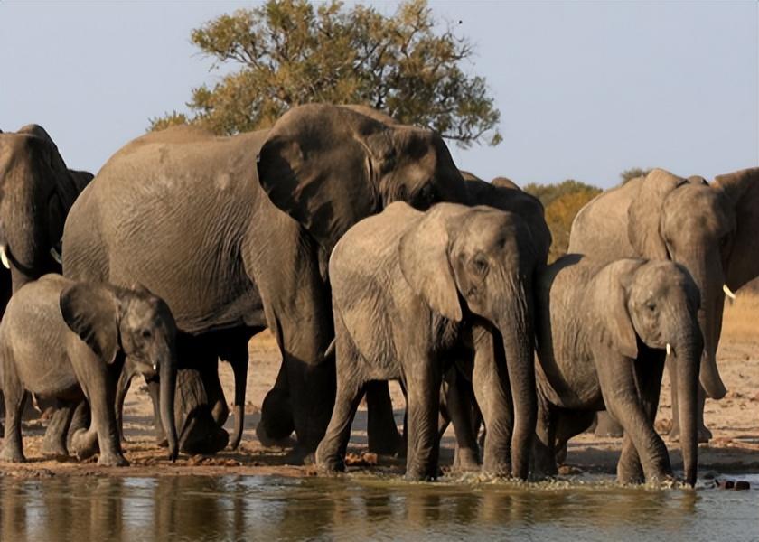 回顾非洲象在河边喝水,被鳄鱼一口咬住象鼻,大象没鼻子还能活吗?