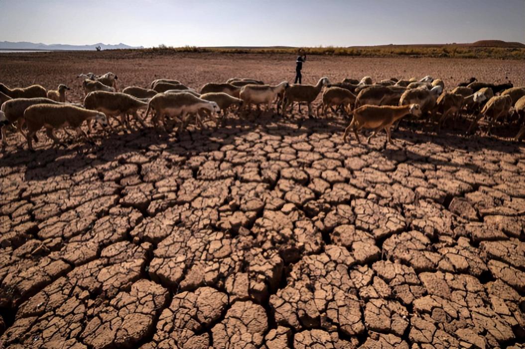 回顾中国人能驯化水牛让它耕地非洲人为何不去驯化非洲水牛