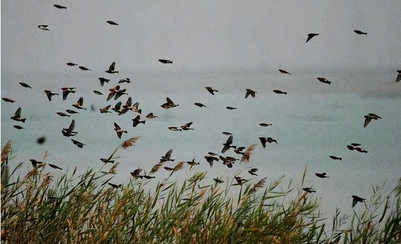 回顾燕子每年都去南方过冬,"南方"究竟在哪?可能很多人都理解错了