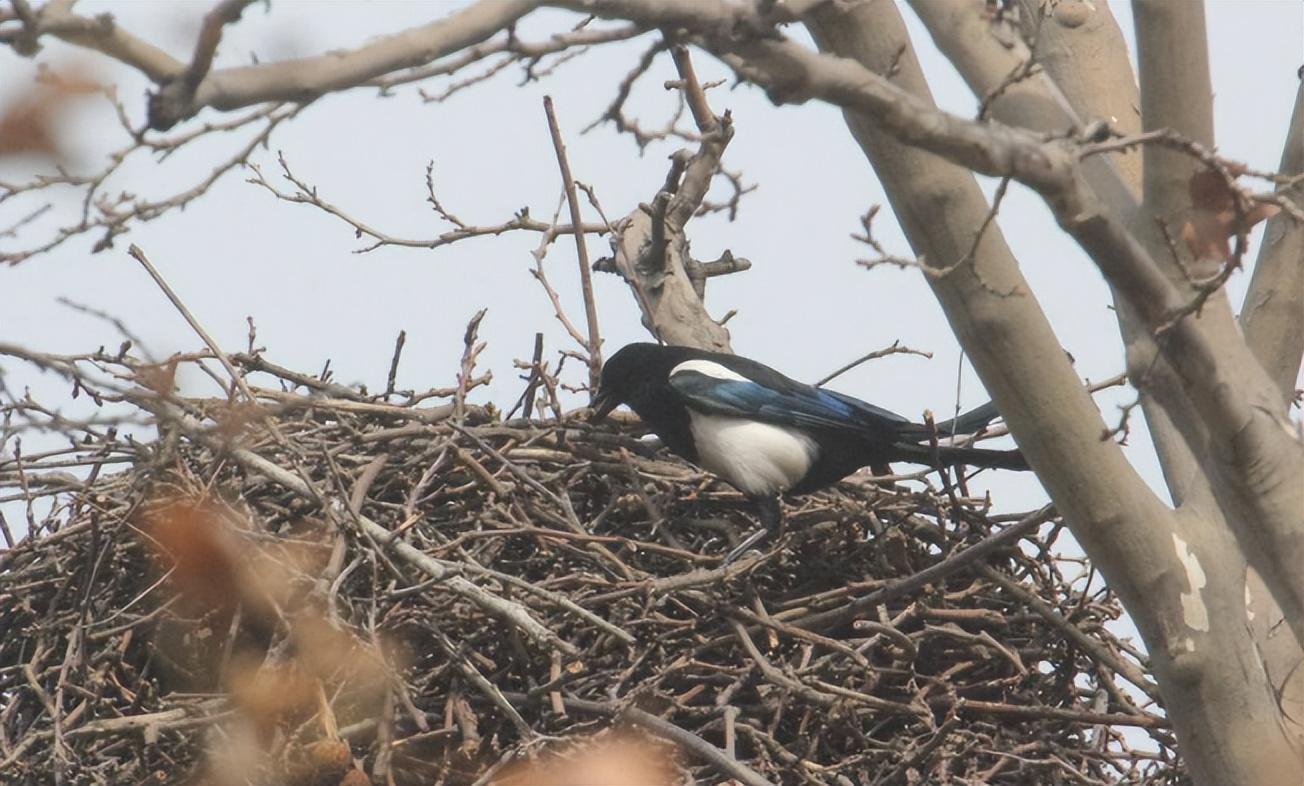 回顾为什么喜鹊窝不怕雨雪?外部粗糙简陋,内部却暗含"高科技"!