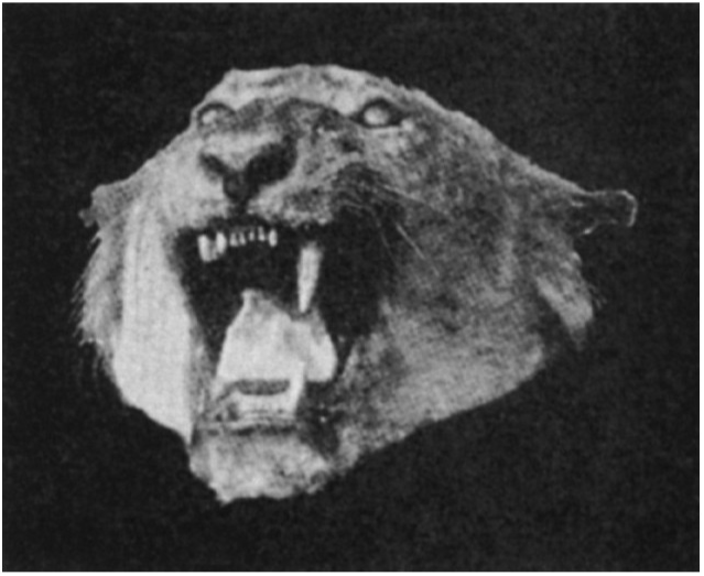 帕特森勇斗两头食人狮,并成功猎杀,大家都称他为"邪魔杀手",他配得上