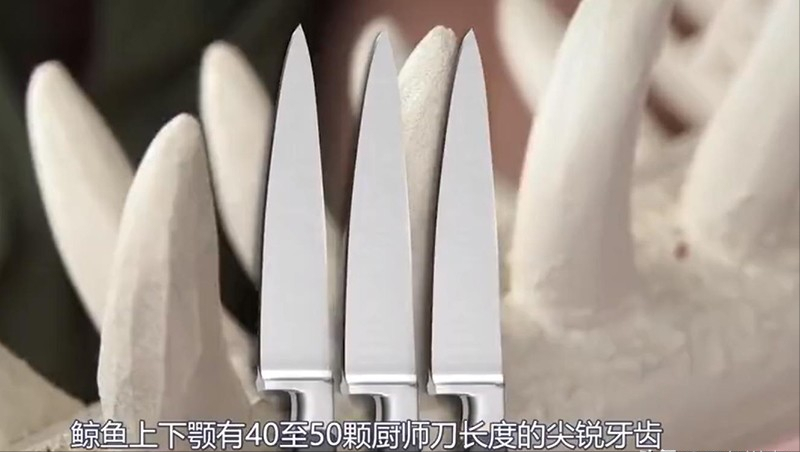 回顾在鲸鱼腹中是什么感觉一个手无寸铁的人还有机会逃生吗