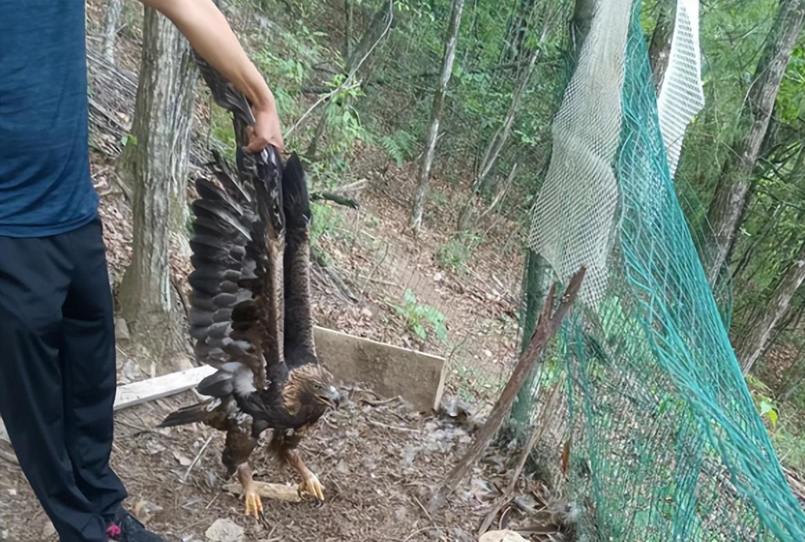 回顾熬鹰术有多残忍一人一鹰7天不合眼只为将金雕驯化