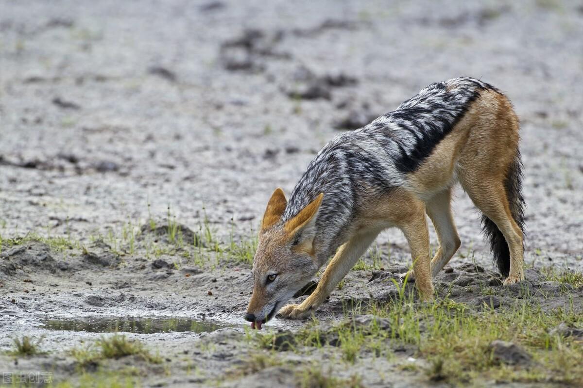 胡狼是犬科犬属下的一种动物,广泛分布在亚洲,欧洲和非洲各地,大约在