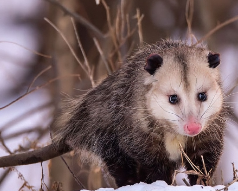 动物界最伟大的母爱一生只为了保护孩子背十几个孩子直到长大