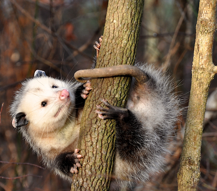 北美洲唯一的有袋生物,负鼠