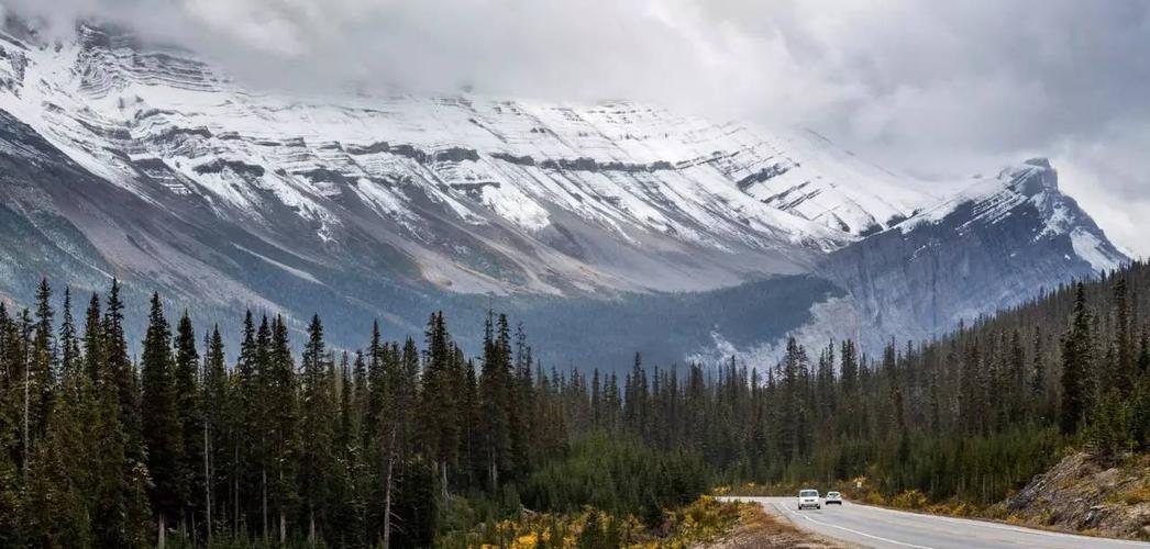 回顾猞猁为何见狼就杀猫科的战斗力难道要比犬科强吗