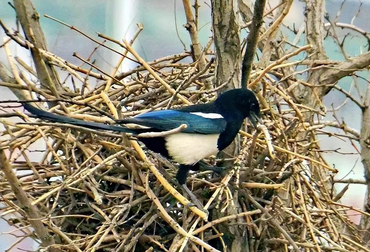 回顾为什么喜鹊窝不怕雨雪?外部粗糙简陋,内部却暗含"高科技"!