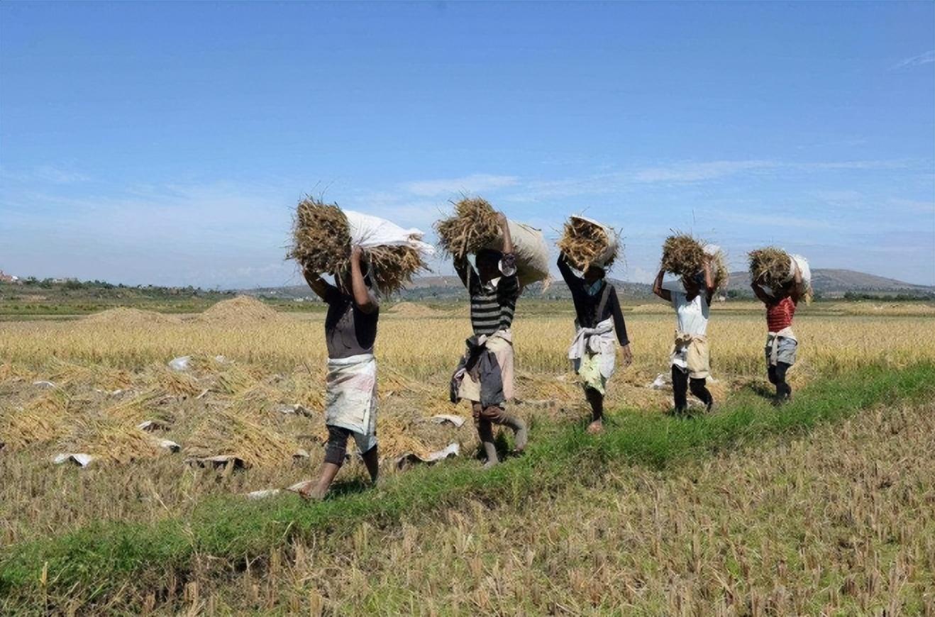 回顾中国人能驯化水牛让它耕地非洲人为何不去驯化非洲水牛