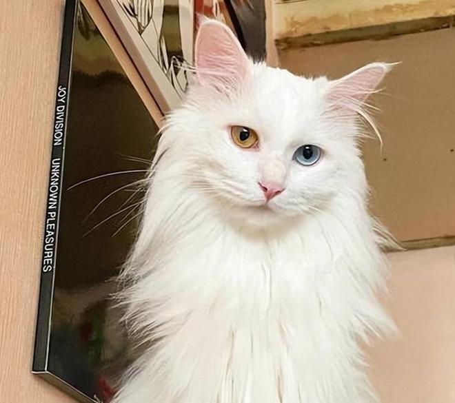 这几种猫堪称"国货之光",养猫不如考虑它们!