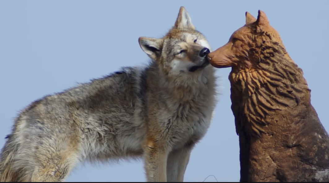 2010年一位成都女孩把一匹狼当儿子带回家10年后在草原再相认