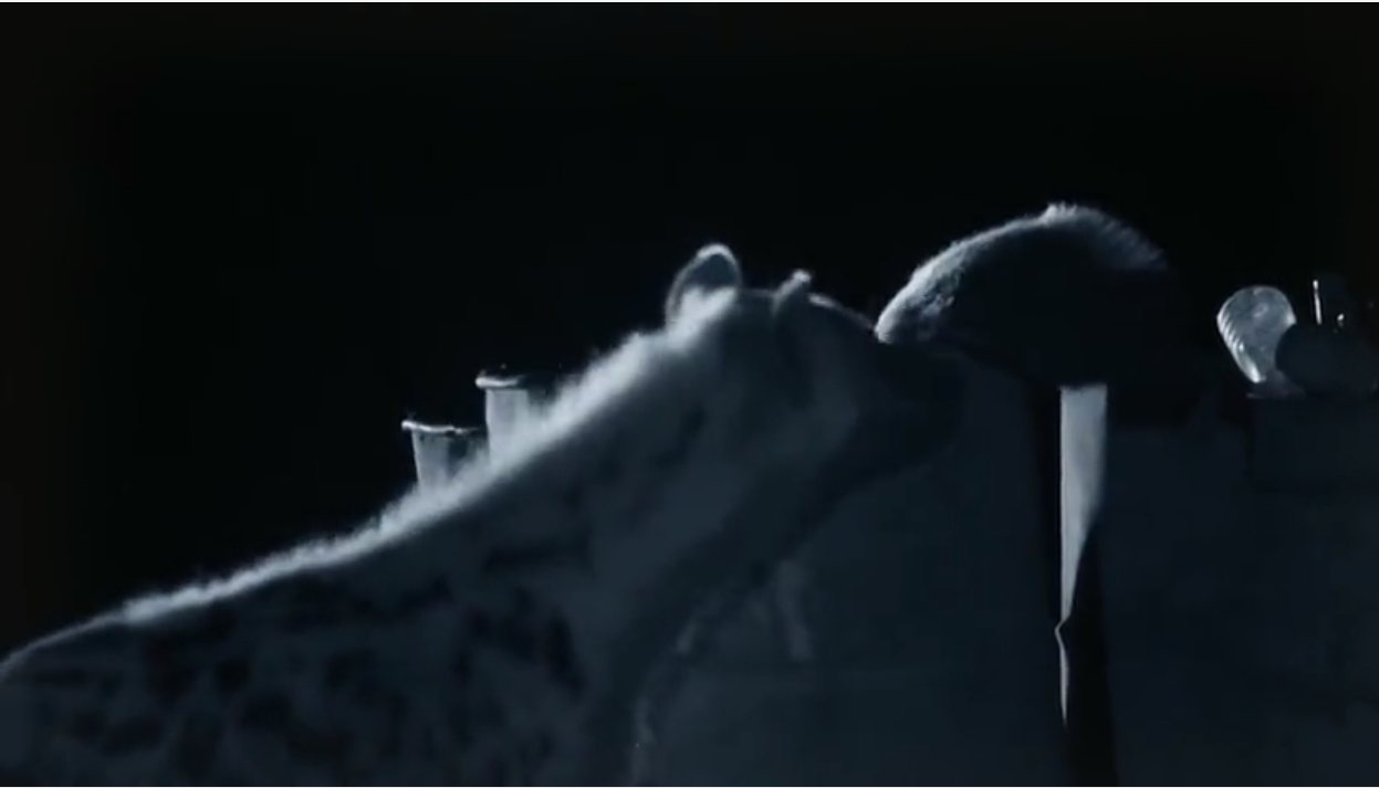 回顾永不服输的蜜獾曾经有一个保护区饲养了两只后来怎么样了