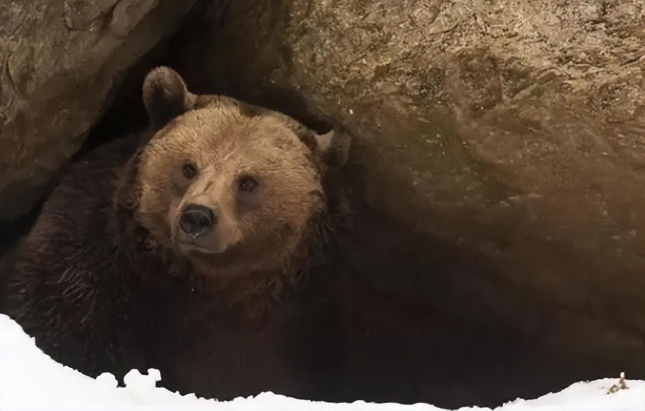 冬眠指的是动物中止生活活动来越冬的行为,冬眠期的动物身体各项体征