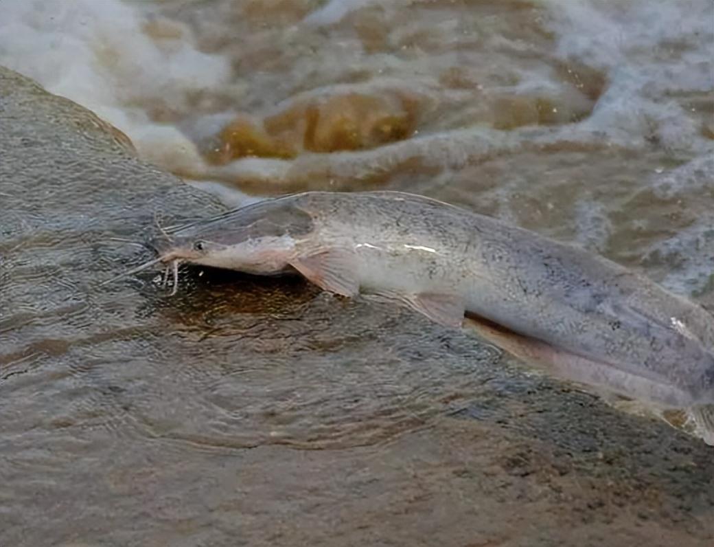 回顾黄河每天冲鱼入海,大部分淡水鱼在海里都活不了,它们去哪了?