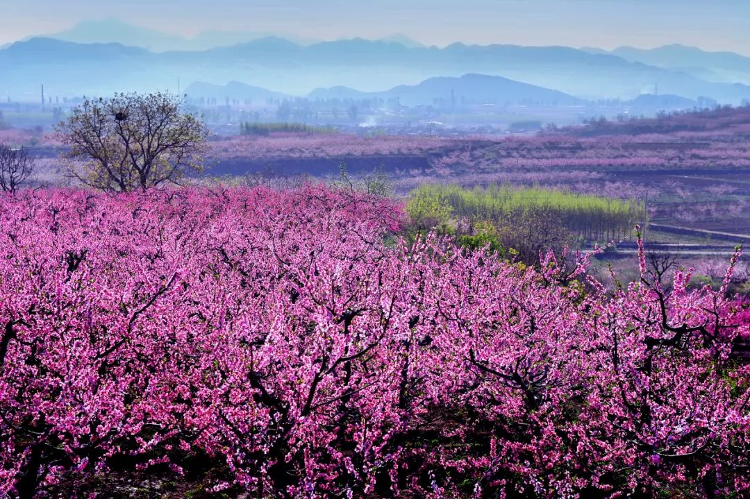 北京平谷桃花海图片图片