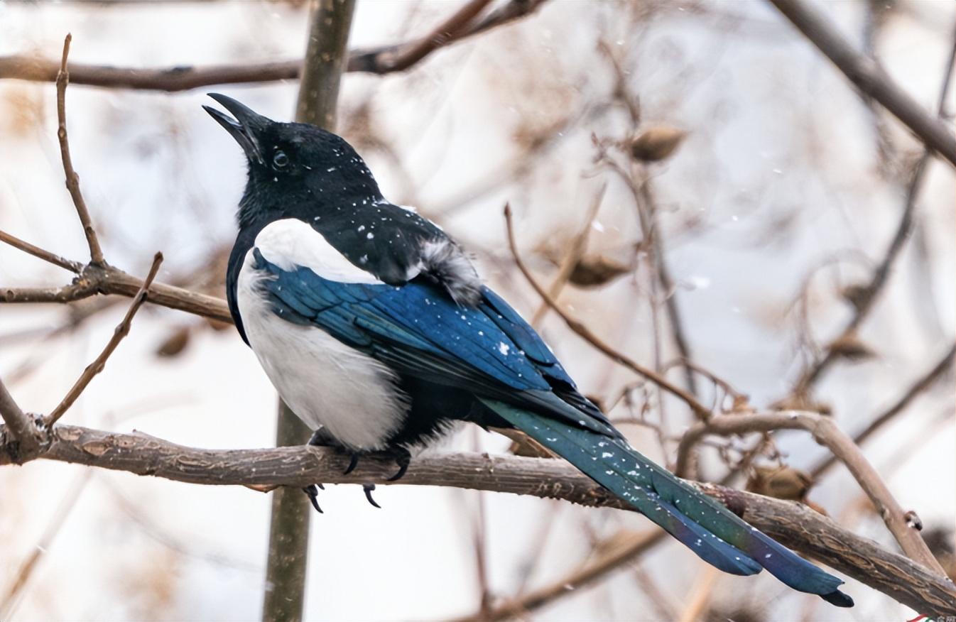 回顾为什么喜鹊窝不怕雨雪?外部粗糙简陋,内部却暗含"高科技"!