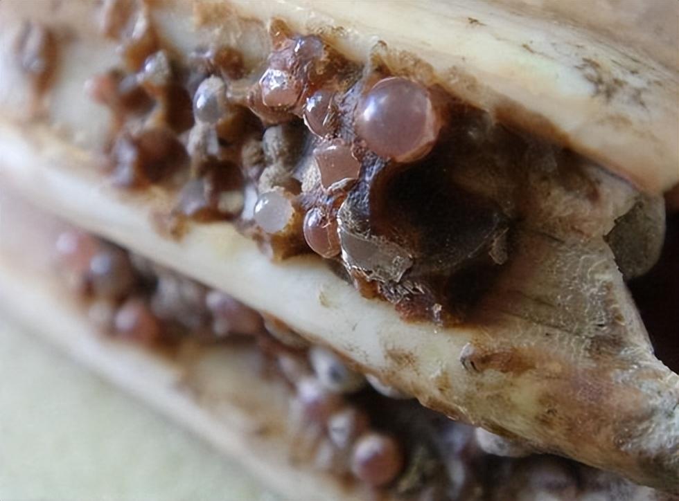 回顾为何高僧火化会有舍利子,普通人只有骨灰?舍利子怎么形成?