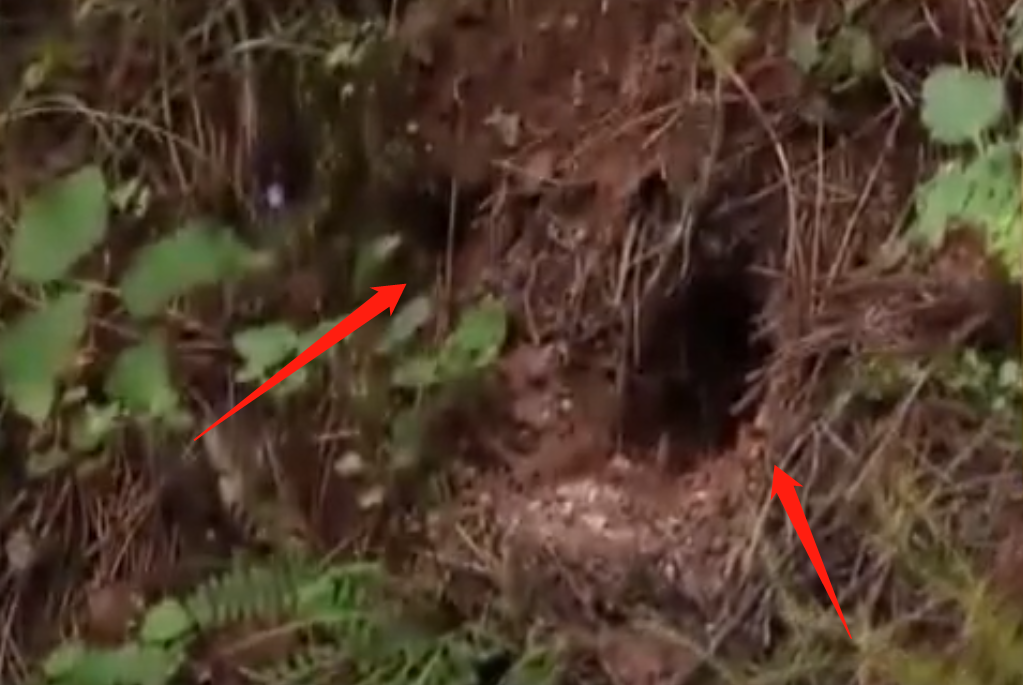 18年山西农村群蛇盘踞百条长蛇一夜自杀老鼠咬蛇成天敌