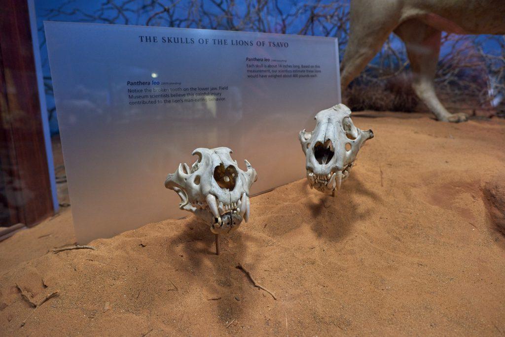 帕特森勇斗两头食人狮,并成功猎杀,大家都称他为"邪魔杀手",他配得上