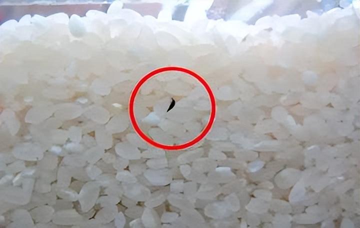 回顾农村家中的米缸为何封闭也会生出一堆虫子它们究竟是什么