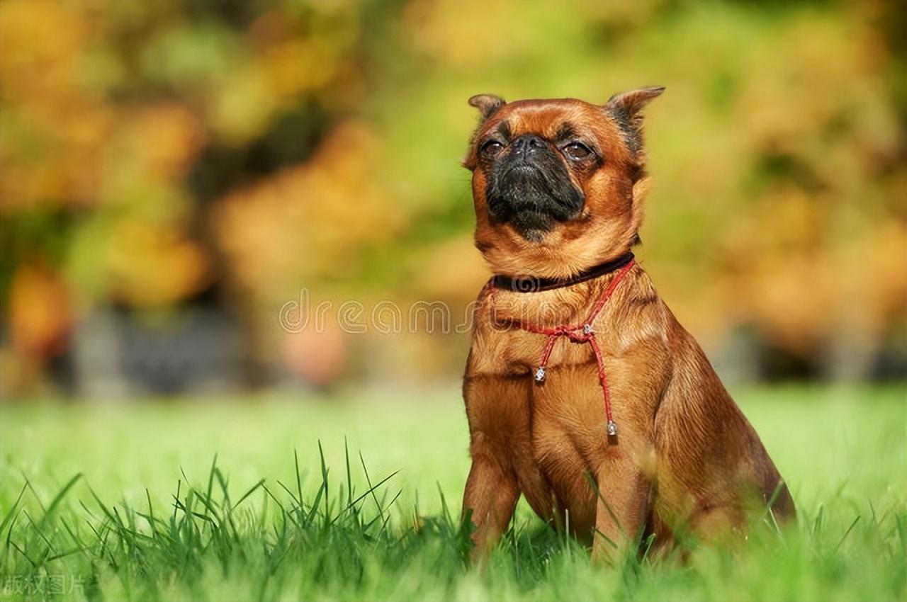 养狗前必看 小型犬优缺点合集