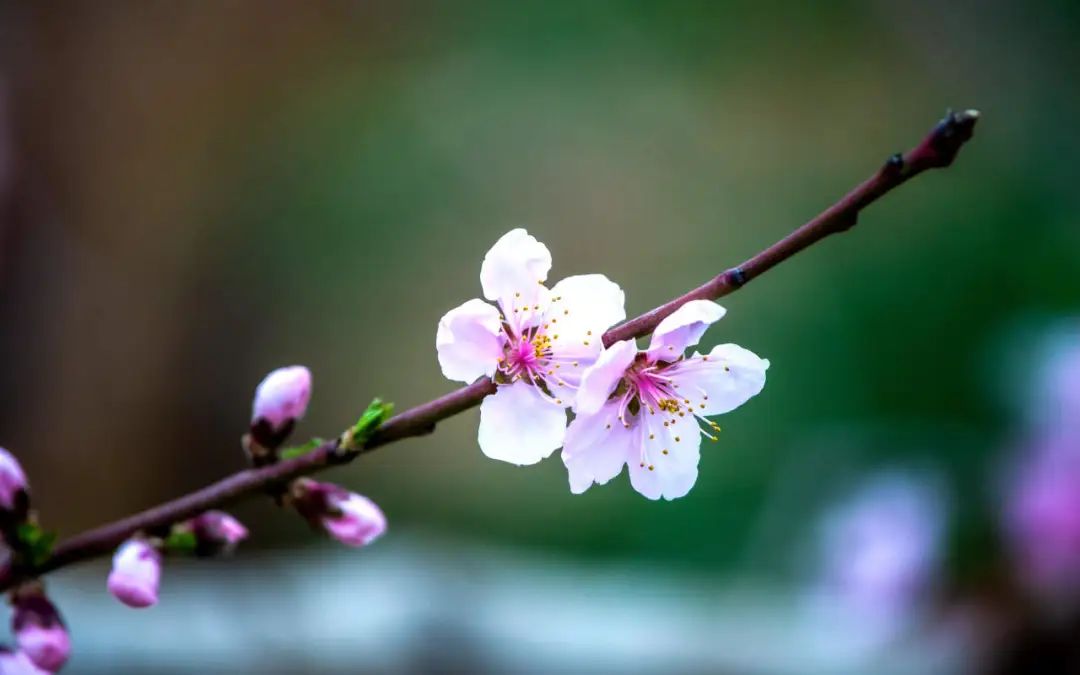 北京平谷国际桃花节4月8日开幕!完成打卡,全年免费畅游所有景区!