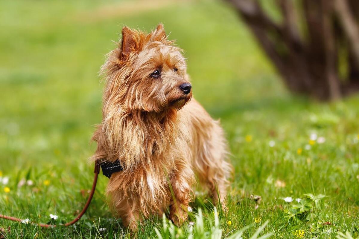 养狗前必看 小型犬优缺点合集