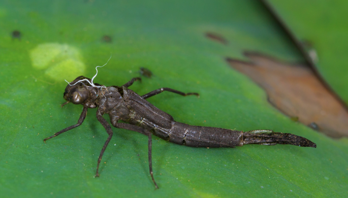 令人没想到的是,水虿居然是蜻蜓的幼虫时期.
