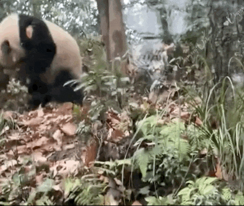 福宝下大飞机到家啦