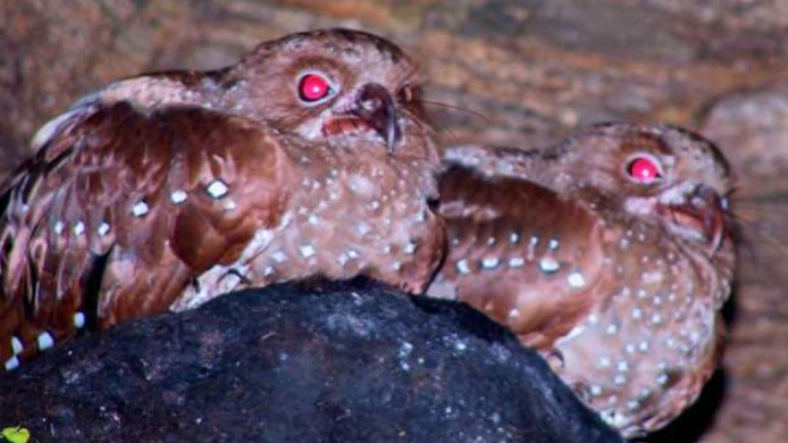 回顾世界上"最肥"的鸟,被抓去炼油点灯,明明吃素为何还长那么胖?