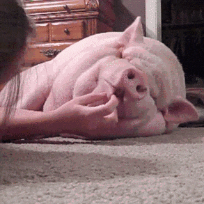 虽然今天我们每天上完班可以回到家睡得像头猪,第二天还叫不醒