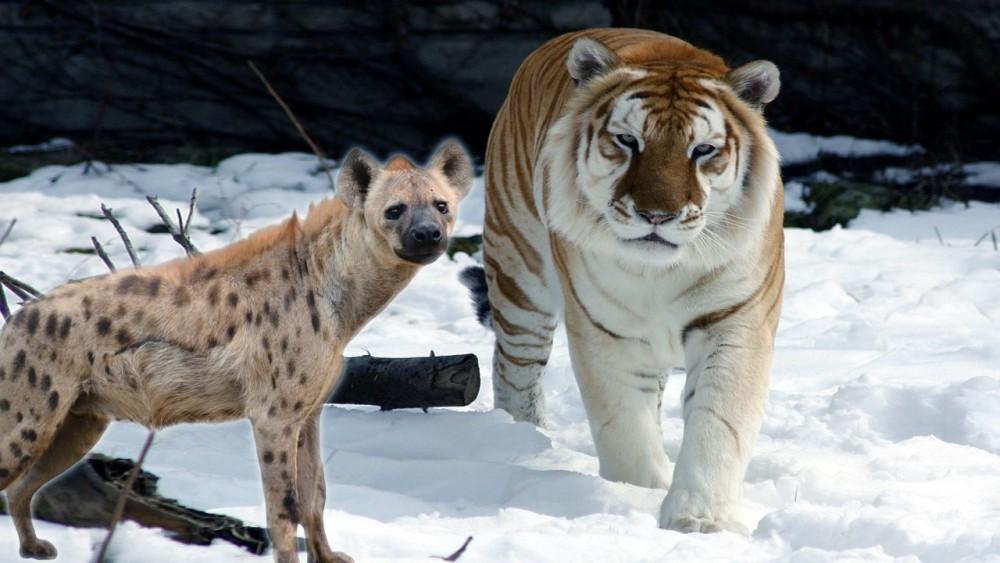 回顾实验证明老虎在非洲草原克服生存挑战后连狮子都要让出王位