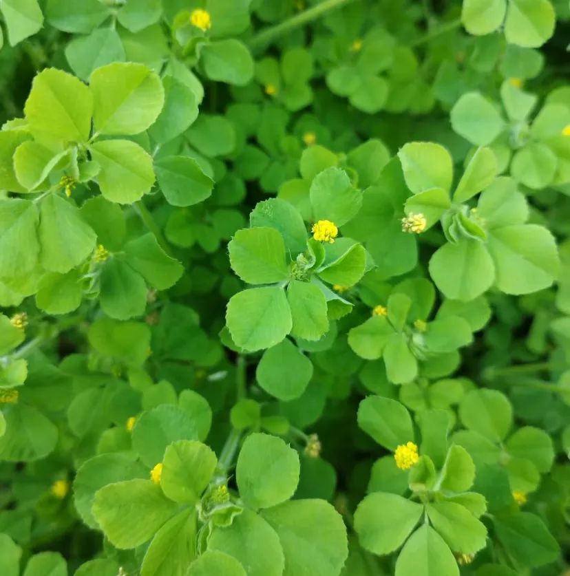 春季的限定野菜草头,这样炒鲜嫩清甜又解腻,苜蓿头你敢吃吗?