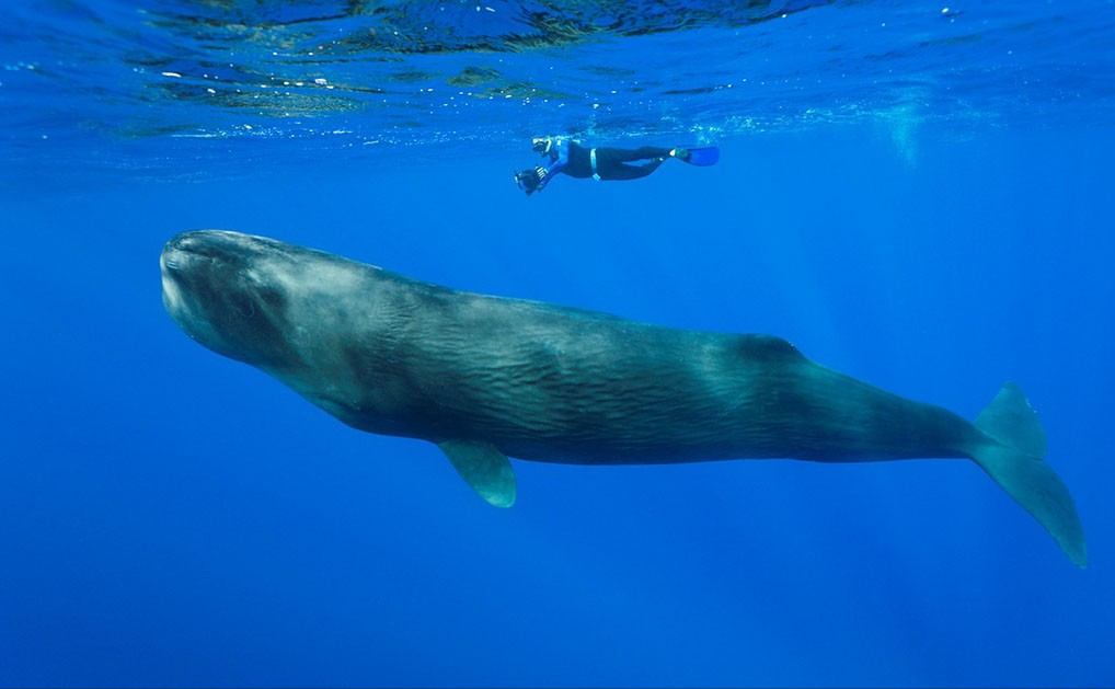 回顾在鲸鱼腹中是什么感觉一个手无寸铁的人还有机会逃生吗