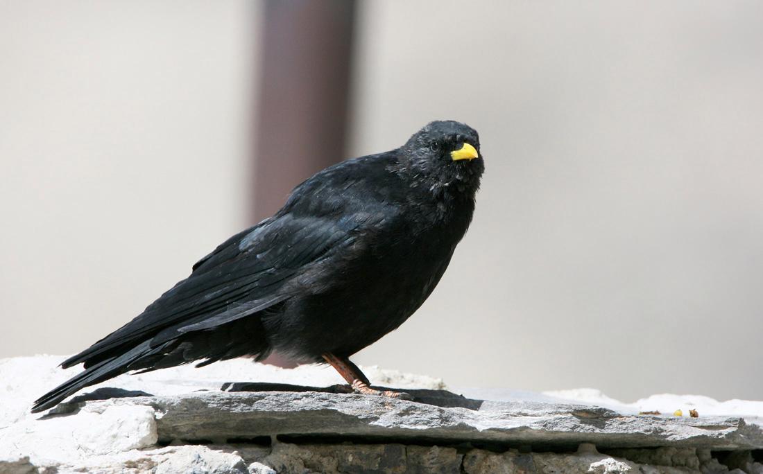 回顾世界上什么鸟飞得很高黑白秃鹫能飞11300米高是什么概念