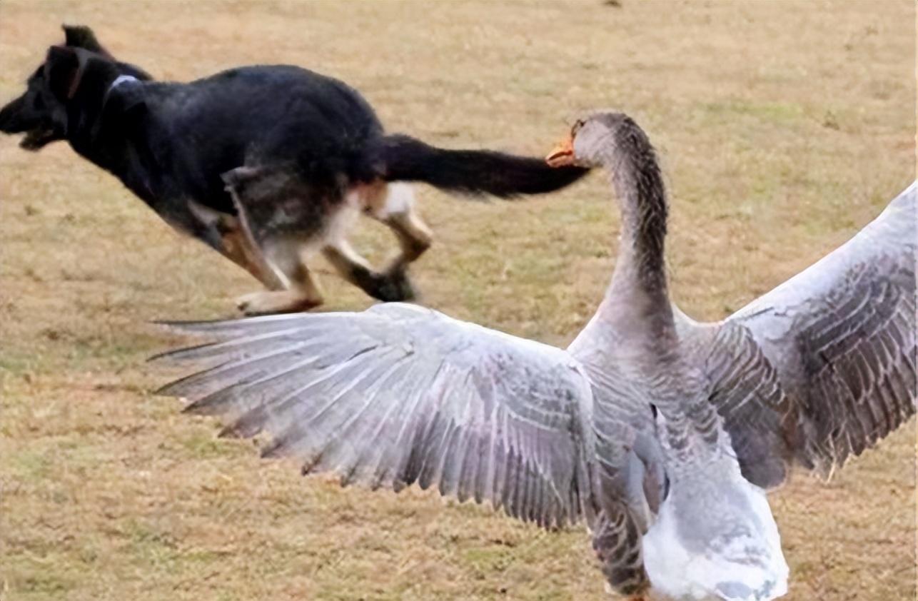 回顾宁叫狗咬不让鹅拧鹅真有那么厉害吗养鹅还能防黄鼠狼