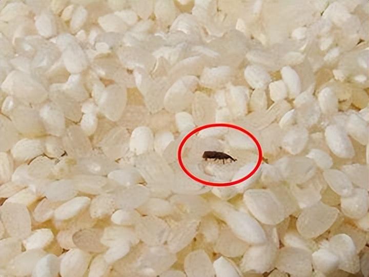 回顾农村家中的米缸为何封闭也会生出一堆虫子它们究竟是什么